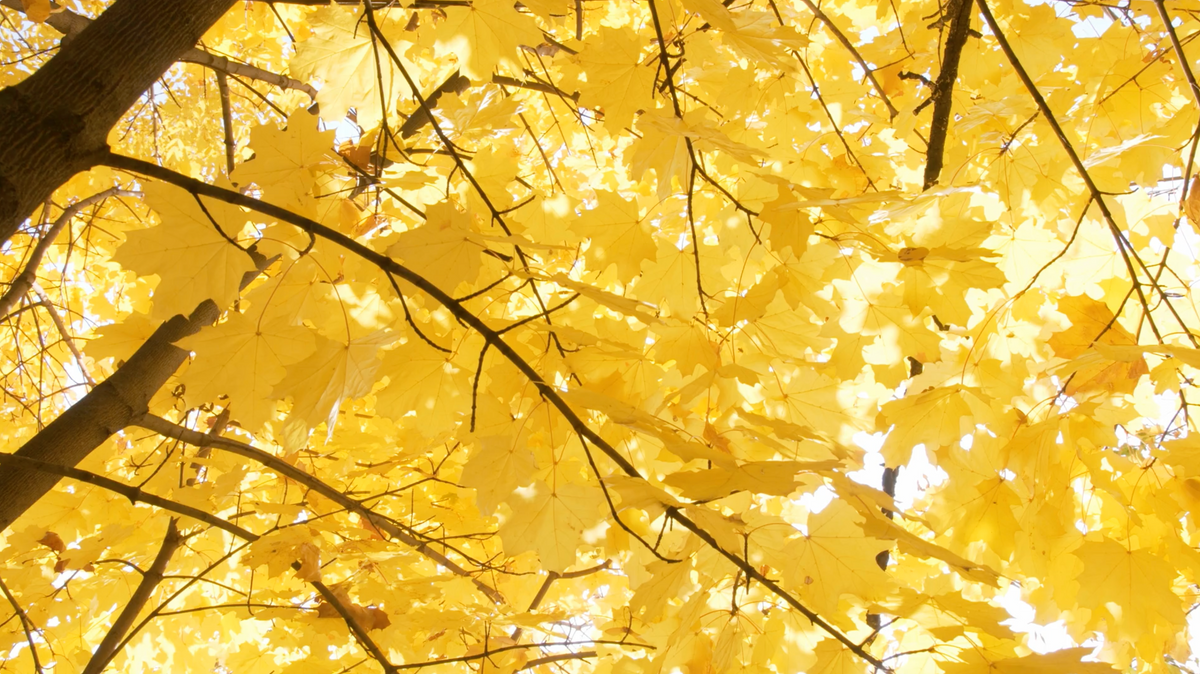Autunno